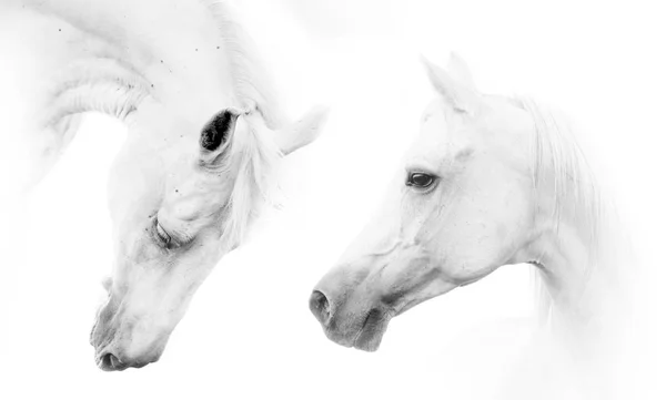 Twee Prachtige Witte Paarden Witte Achtergrond — Stockfoto