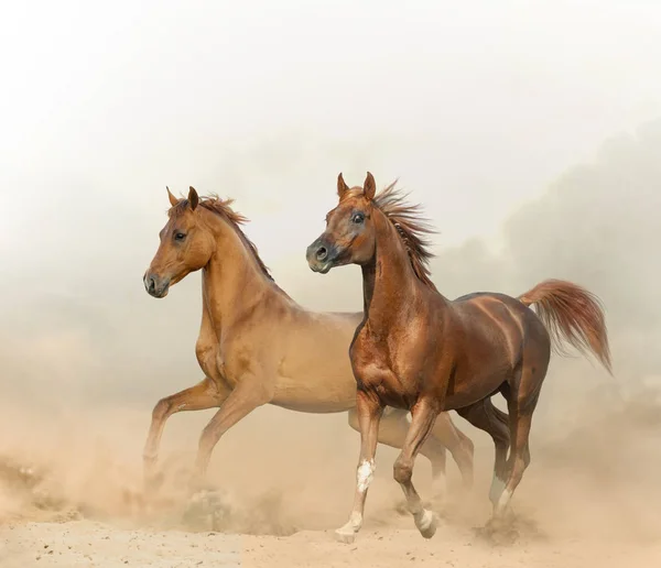 两匹栗子马在沙漠中的野外奔跑 — 图库照片