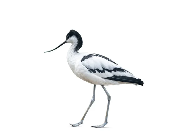 Avocet Bird Walking Isolated White Background — Stock Photo, Image