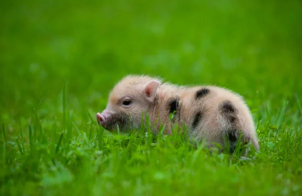 Sevimli küçük domuzcuk — Stok fotoğraf