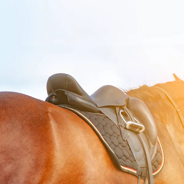 Pferd Nahaufnahme Detail Mit Sattel — Stockfoto