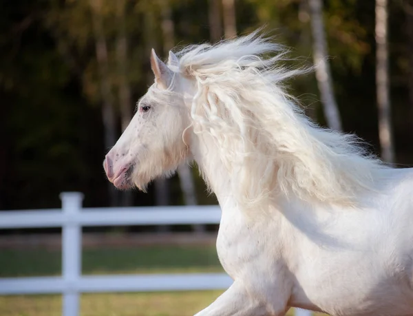 Witte Ierse Cob Portret Beweging — Stockfoto