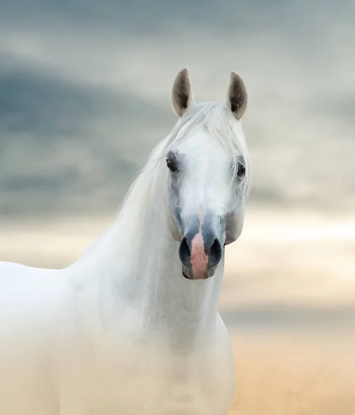 White Arabian Stallion Desert Portrait — Stockfoto