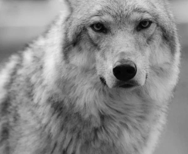 wolf portrait in black and white tones