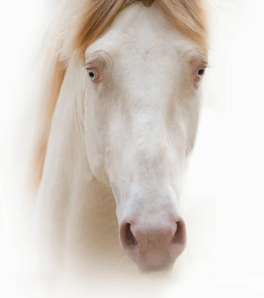 Όμορφη Cremello Μπλε Eyed Άλογο Πορτρέτο Στο Υψηλό Κλειδί — Φωτογραφία Αρχείου