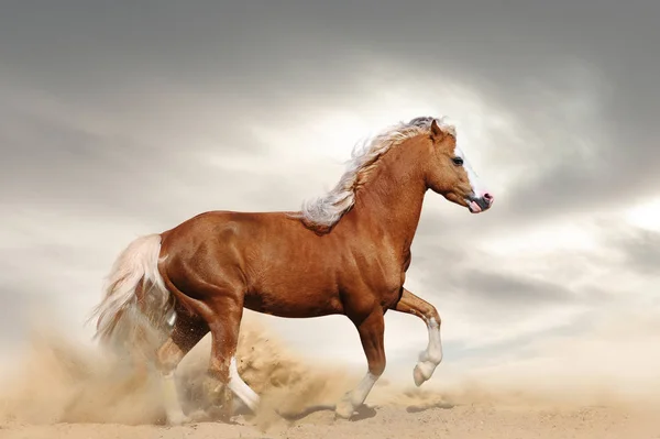Дикий Каштановый Пони Пустыне Скачет — стоковое фото