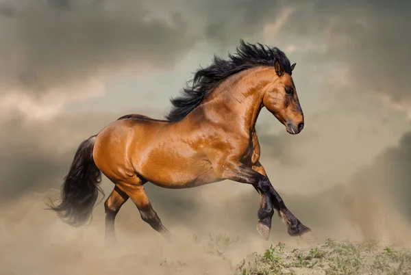 大草原でほこりで実行されている湾の野生の種馬 — ストック写真