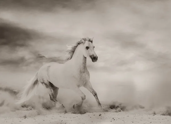 Bel Étalon Blanc Courant Dans Désert Tons Monochromes — Photo