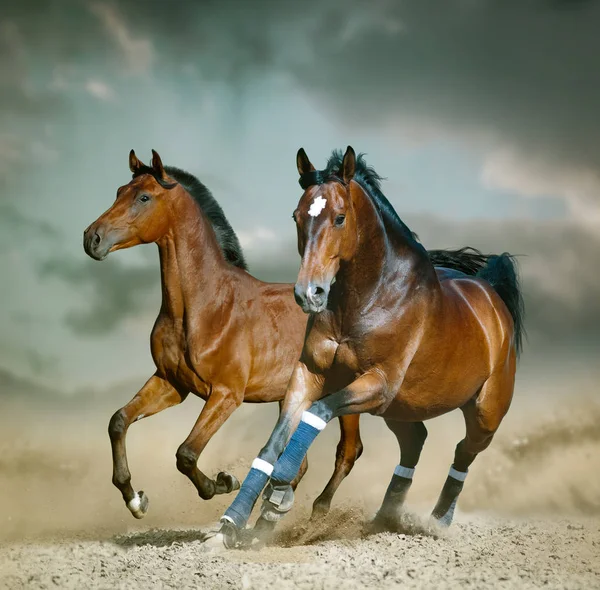 Baai Sportieve Paard Die Wildernis Werking Woestijn Blauwe Tinten — Stockfoto