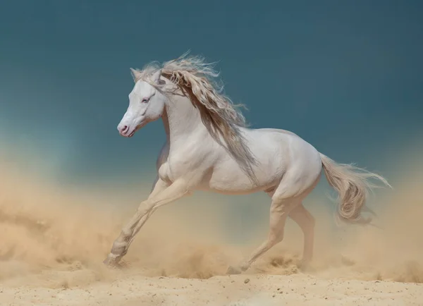 Palomino pony en el polvo corriendo —  Fotos de Stock