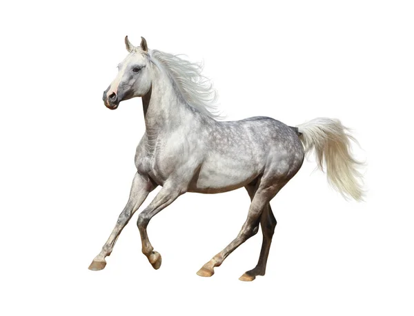 Cavallo arabo su sfondo bianco — Foto Stock