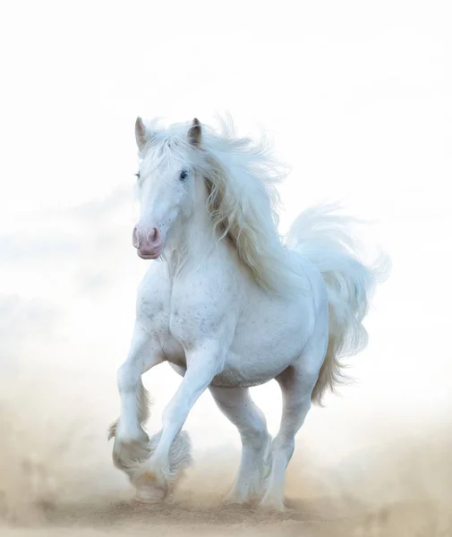 Cavallo bianco neve che corre — Foto Stock