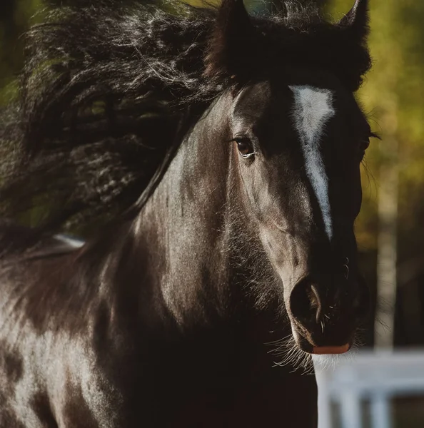 Portrét mladého koně — Stock fotografie