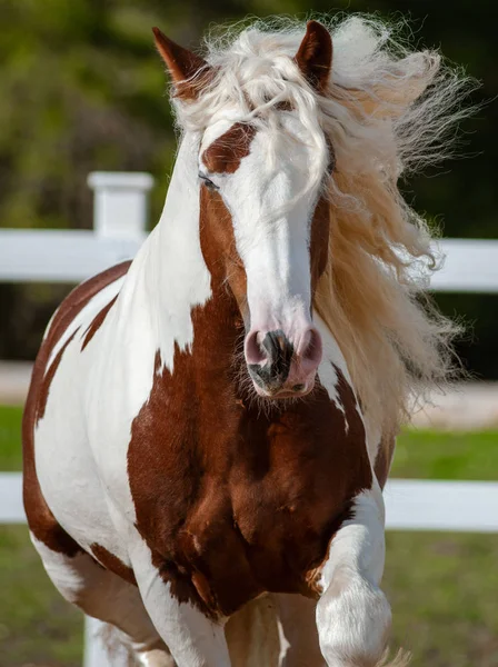 Running gypsy cob front view — Stock Photo, Image