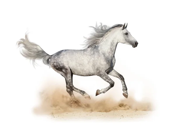 Tygrovaná šedé Arabský hřebec běží — Stock fotografie