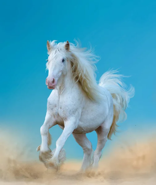 Beautiful white gypsy horse — Stock Photo, Image