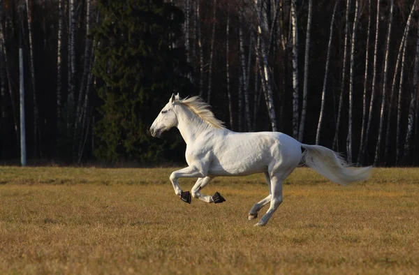 Beuatiful cavalo branco correndo — Fotografia de Stock