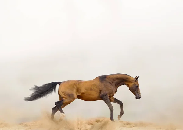 Beautiful horse in dust running alone — Stock Photo, Image