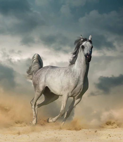 Caballo árabe en el desierto — Foto de Stock