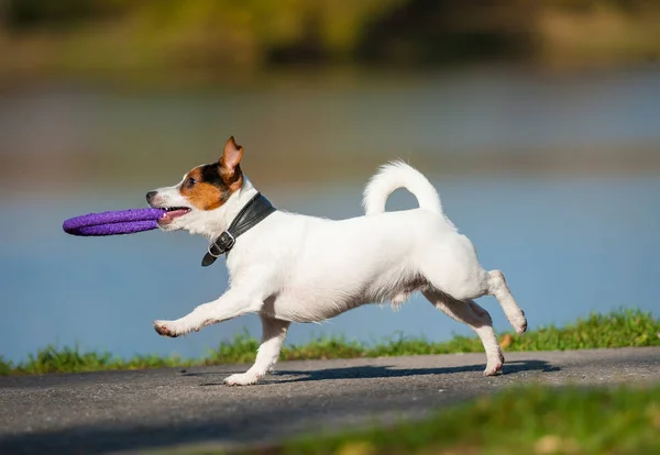 Cute Jack Russel pies działa — Zdjęcie stockowe