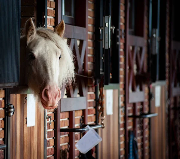 Cavallo bianco in stalla — Foto Stock