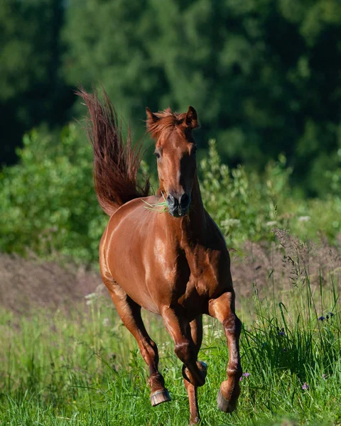 Bellissimo cavallo di castagno che corre — Foto Stock