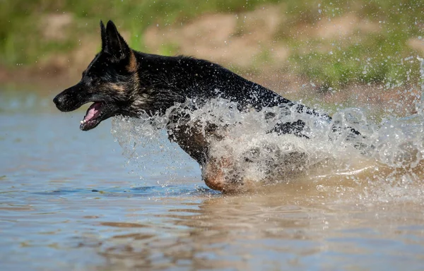 德国牧羊犬在水中 — 图库照片