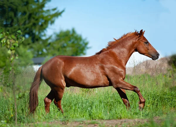 Kasztan koń działa w wolności — Zdjęcie stockowe