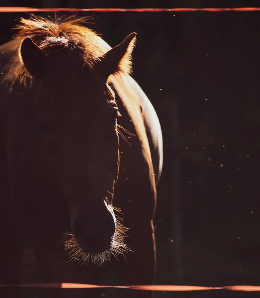 Cavallo nella calda giornata estiva — Foto Stock