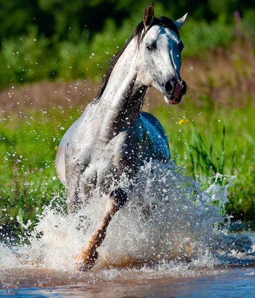 Arabský hřebec v rybníku — Stock fotografie