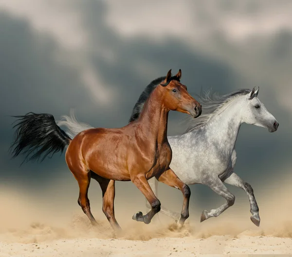 Коні в пустелі — стокове фото