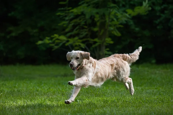 Correndo cão em um gramado verde — Fotografia de Stock