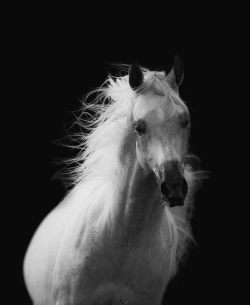 Mooie witte Arabische paard — Stockfoto