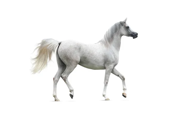 Cavalo árabe cinzento isolado sobre branco — Fotografia de Stock