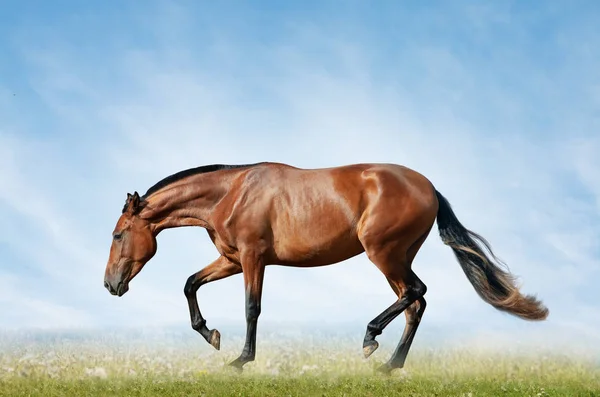 Cavalo da baía no campo — Fotografia de Stock