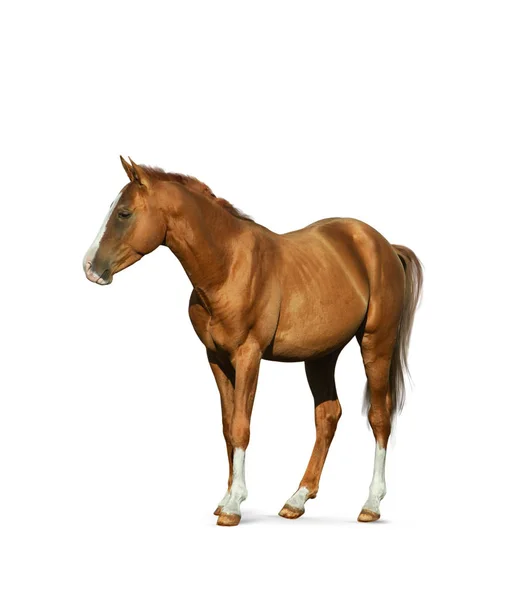 Chestnut horse isolated — Stock Photo, Image