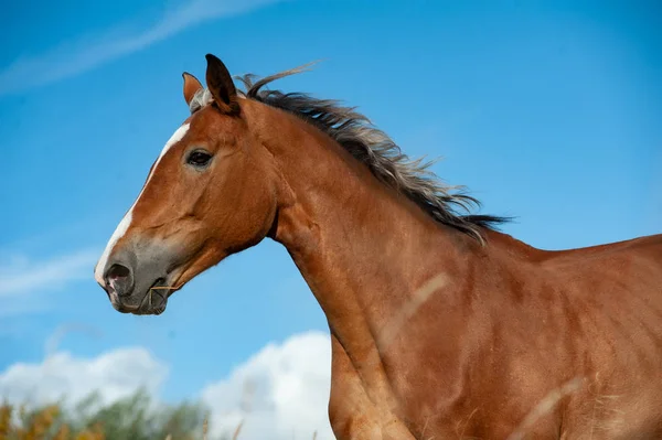 動く馬の肖像 — ストック写真