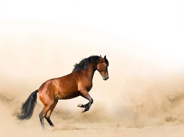 Cavalo selvagem em pradarias — Fotografia de Stock
