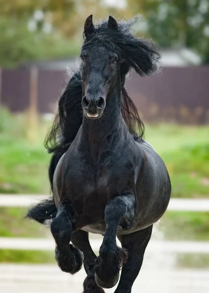 Etalon frison en marche vers l'avant — Photo