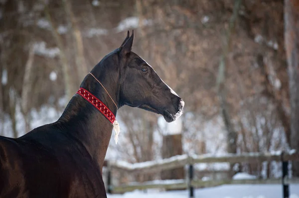 Beautiful akhal-teke stallion — Stock Photo, Image