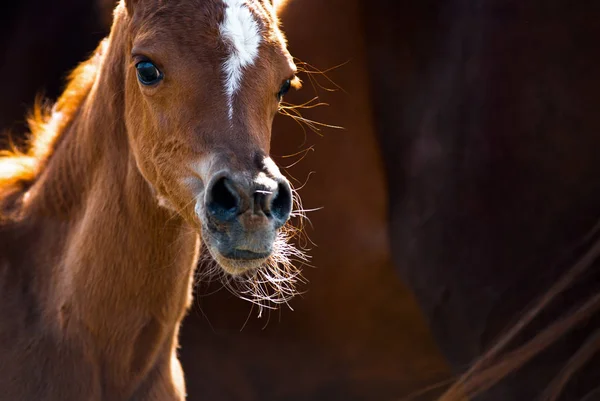 可爱的小阿拉伯小马 — 图库照片
