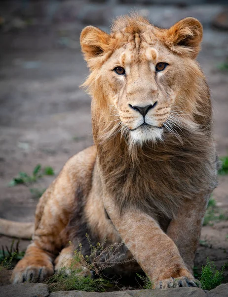 Νεαρό λιοντάρι αρσενικό πορτρέτο — Φωτογραφία Αρχείου