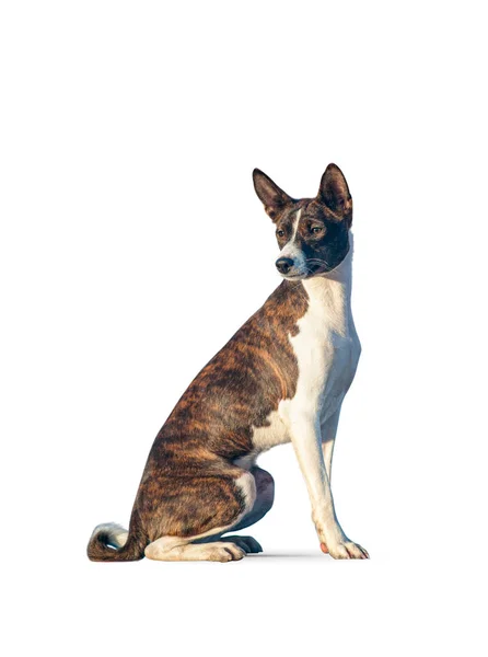 Güzel alçaklık köpek — Stok fotoğraf