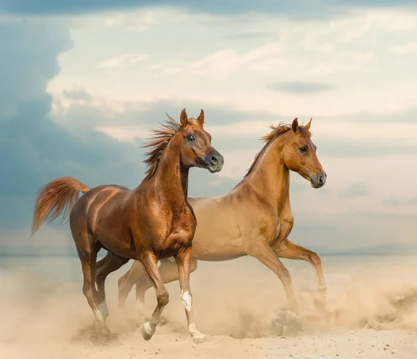 Prachtige kastanjepaarden — Stockfoto