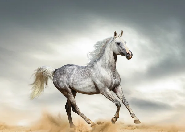 Dapple gray arabian stallion — Stock Photo, Image