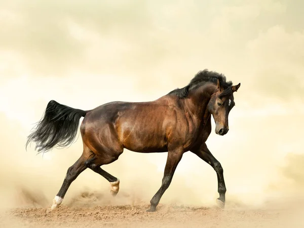 Bay saddle horse in a desert — Stock Photo, Image