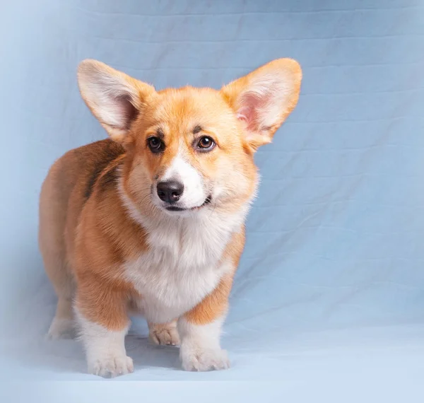 Anjing corgi Welsh berpose — Stok Foto