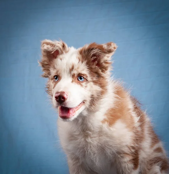 Cute merle border collie puppy — Stock Photo, Image