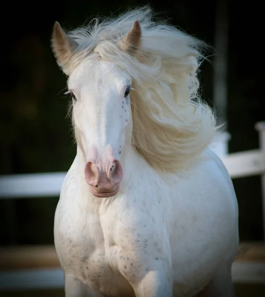 美しい白いシャイアの馬 — ストック写真