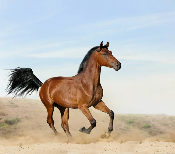 Bay fiatal ló a sivatagban — Stock Fotó